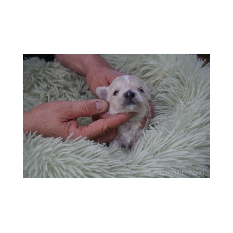 販売中の京都府のマルプー:マルチーズ×トイプードル-452946の3枚目