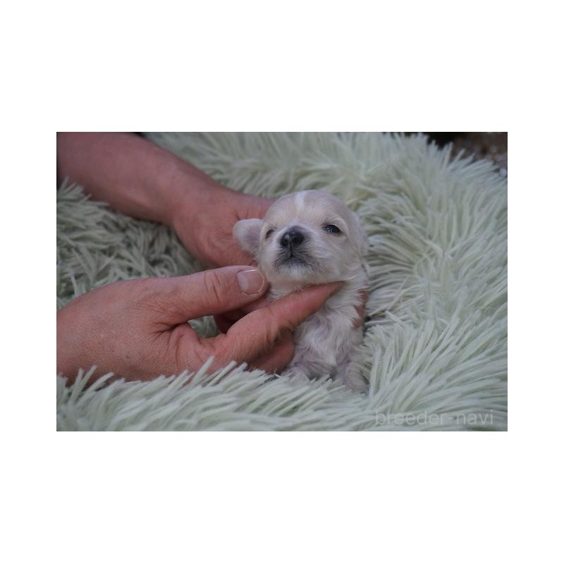 販売中の京都府のマルプー:マルチーズ×トイプードル-452946の2枚目