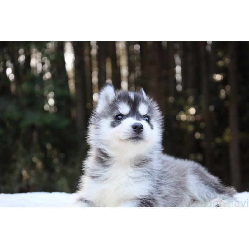 販売中の栃木県のシベリアンハスキー-452948の19枚目