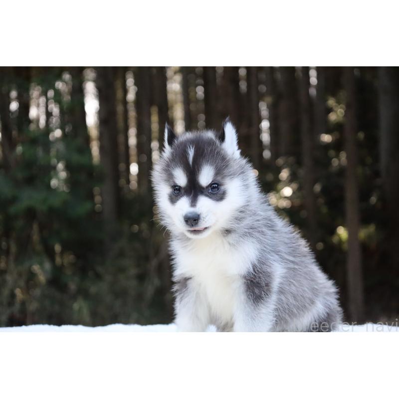 販売中の栃木県のシベリアンハスキー-452948の18枚目