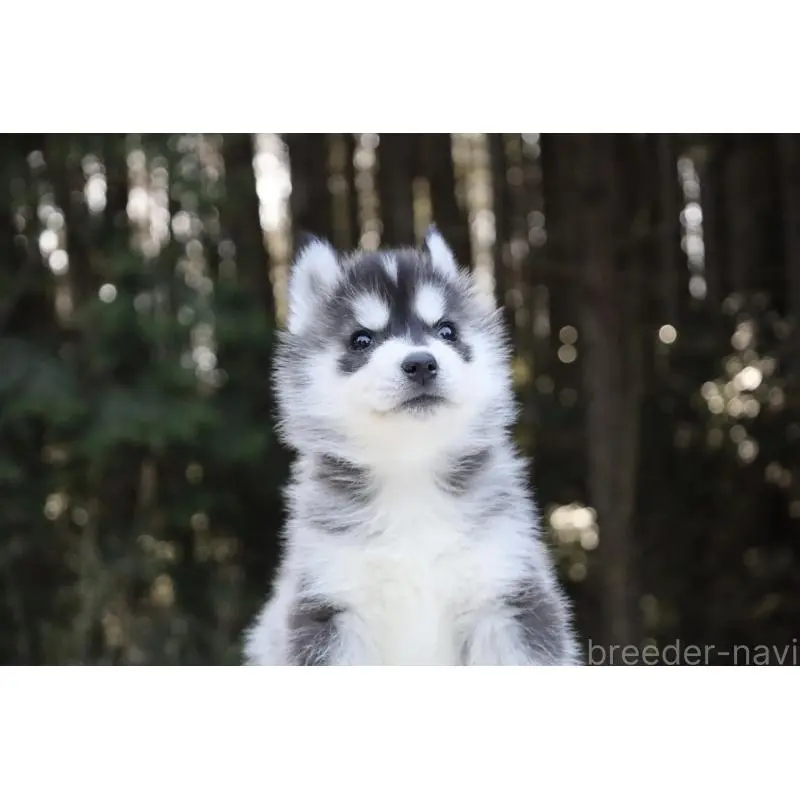 販売中の栃木県のシベリアンハスキー-452948の17枚目