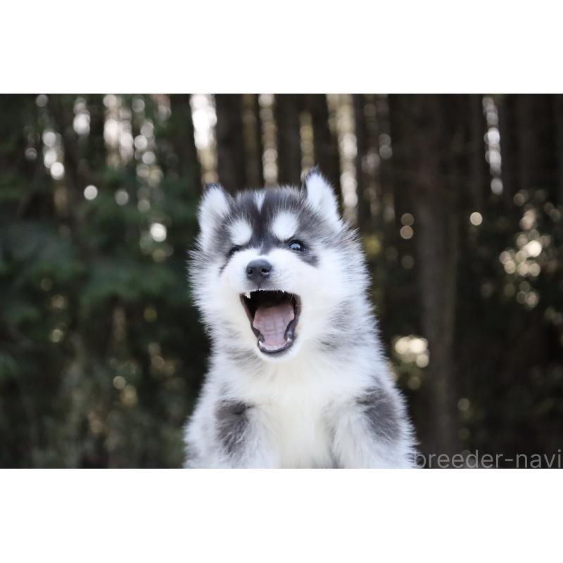 販売中の栃木県のシベリアンハスキー-452948の16枚目