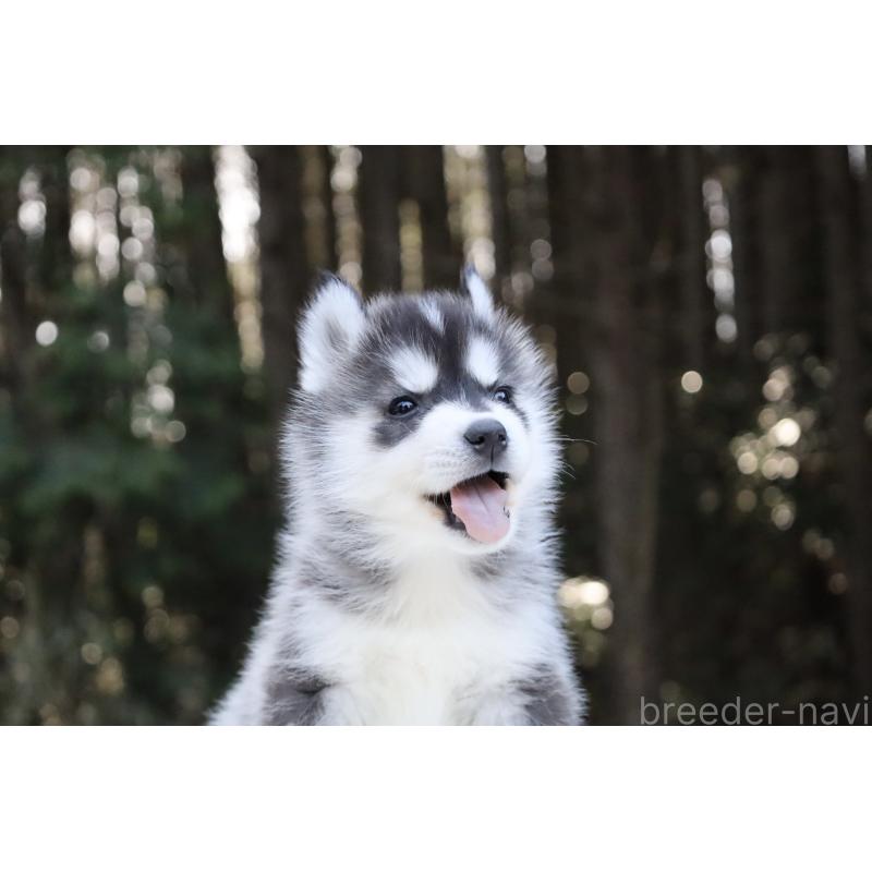 販売中の栃木県のシベリアンハスキー-452948の15枚目