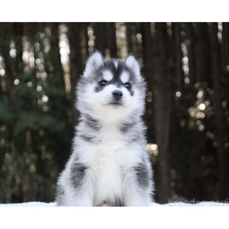 販売中の栃木県のシベリアンハスキー-452948の14枚目