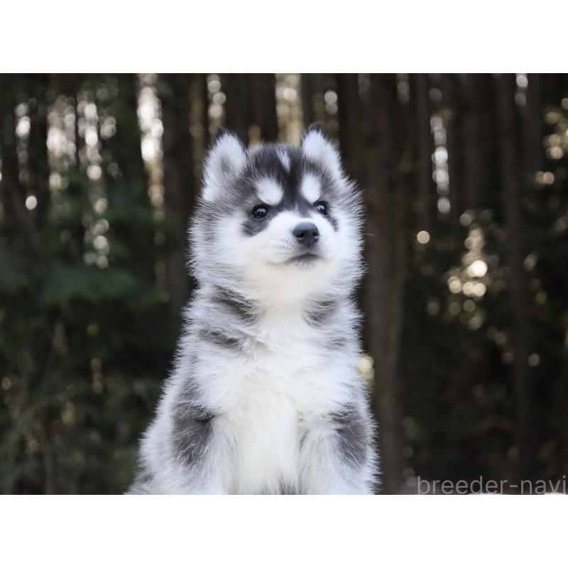 販売中の栃木県のシベリアンハスキー-452948の13枚目