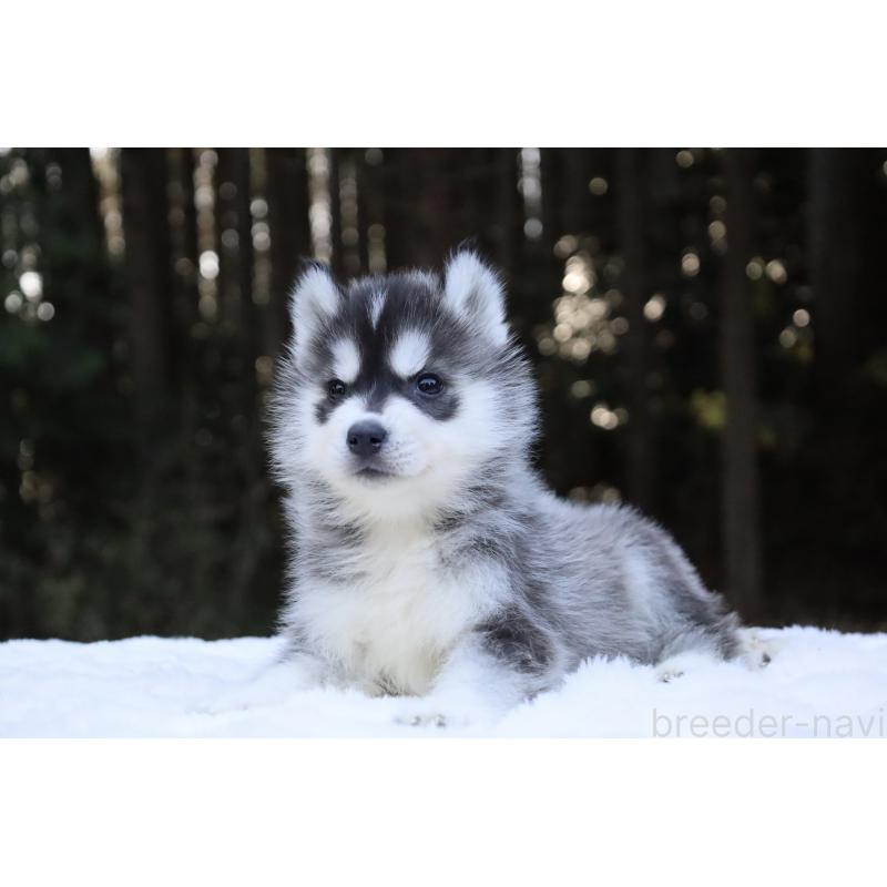 販売中の栃木県のシベリアンハスキー-452948の12枚目