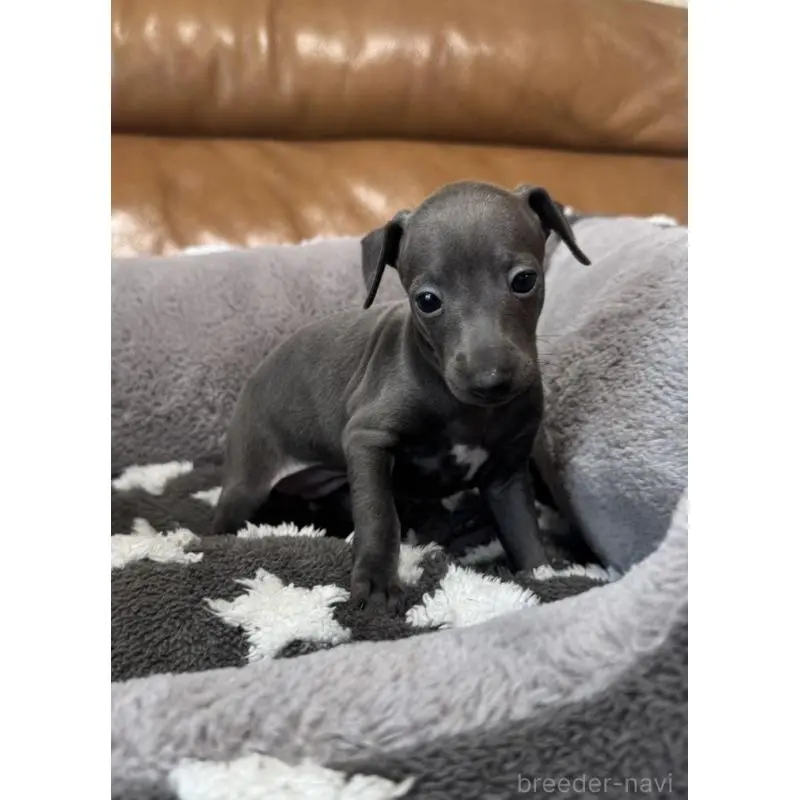 販売中の山梨県のイタリアングレーハウンド(イタグレ)-452949の3枚目