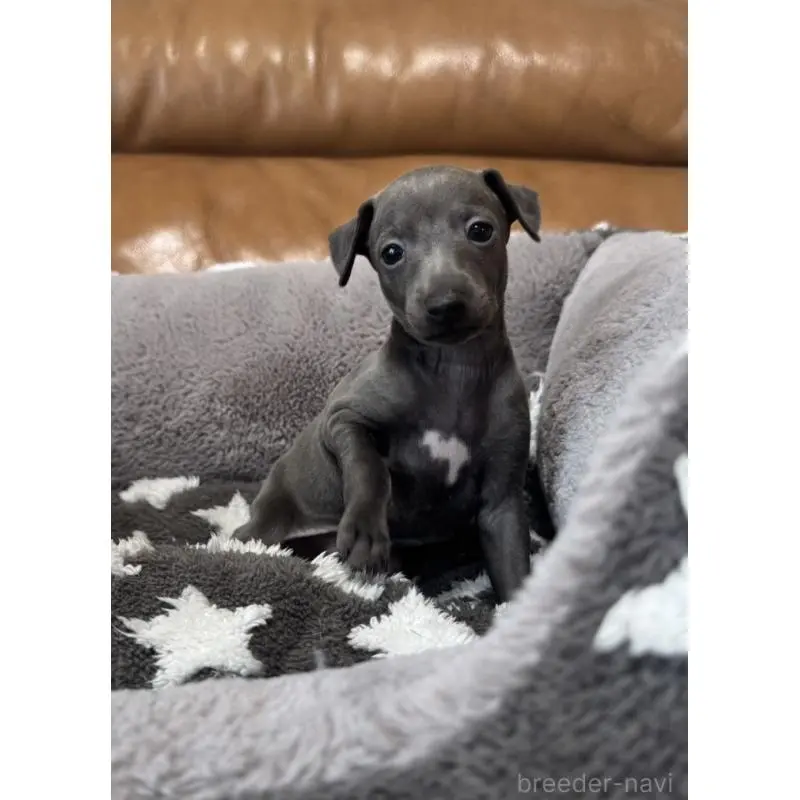 販売中の山梨県のイタリアングレーハウンド(イタグレ)-452949の2枚目