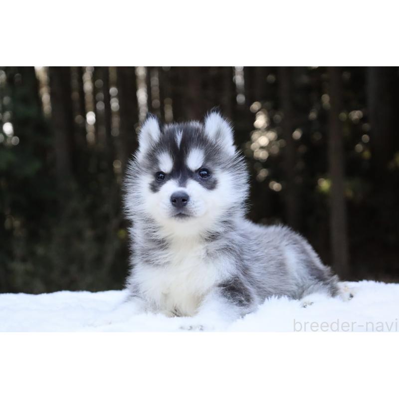 販売中の栃木県のシベリアンハスキー-452948の11枚目