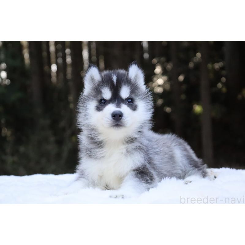 販売中の栃木県のシベリアンハスキー-452948の10枚目