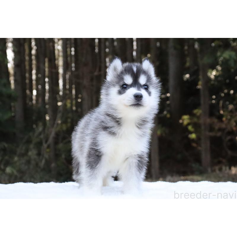 販売中の栃木県のシベリアンハスキー-452948の9枚目