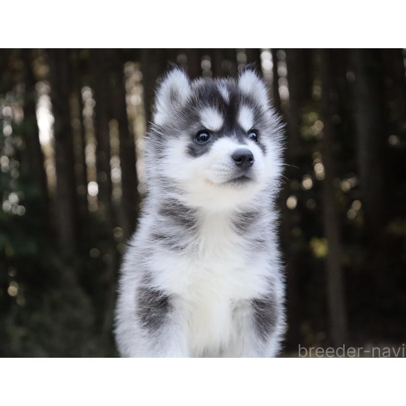 販売中の栃木県のシベリアンハスキー-452948の8枚目