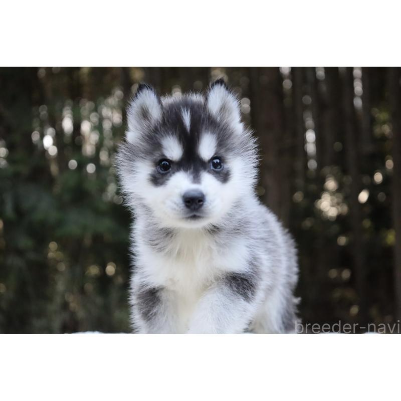 販売中の栃木県のシベリアンハスキー-452948の6枚目