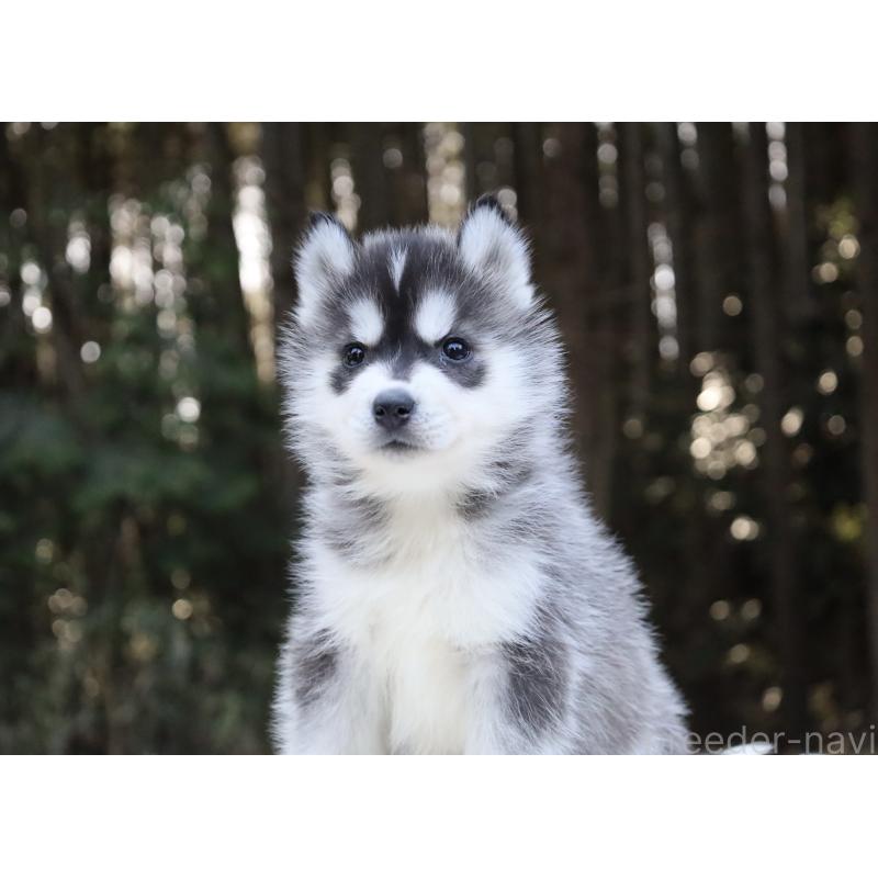 販売中の栃木県のシベリアンハスキー-452948の5枚目