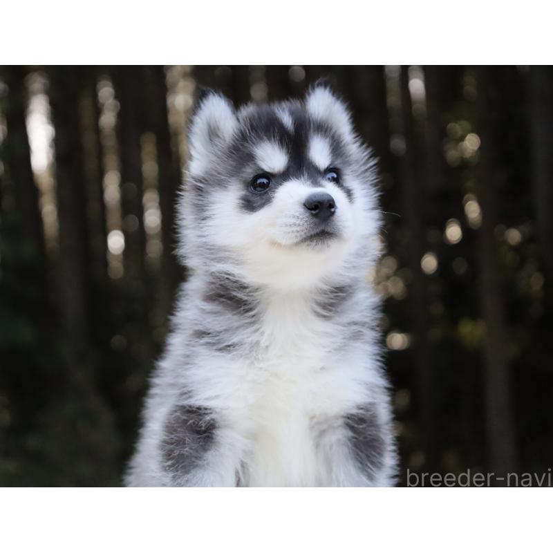 販売中の栃木県のシベリアンハスキー-452948の4枚目