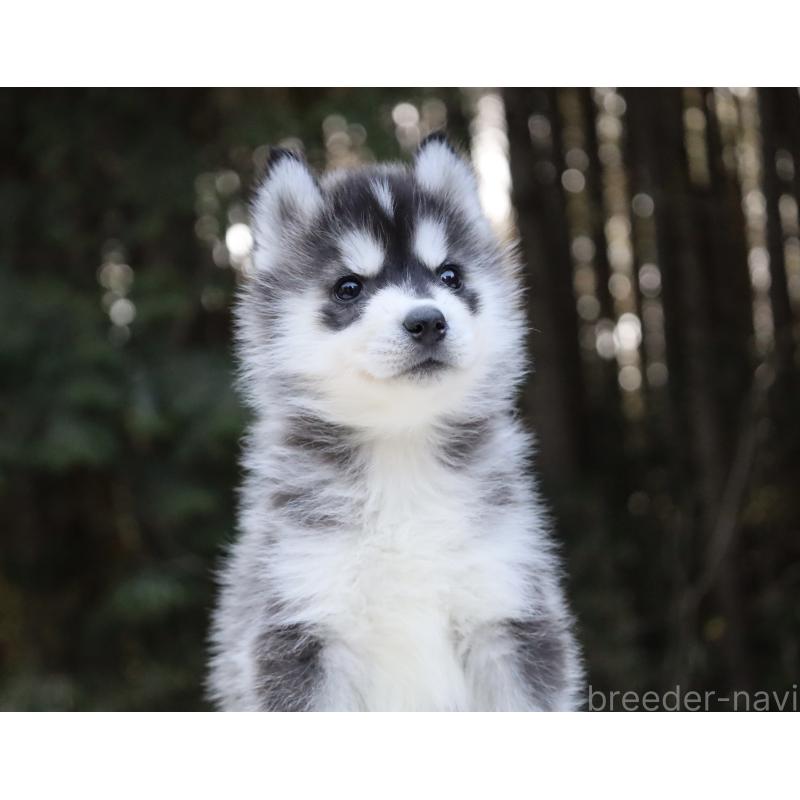 販売中の栃木県のシベリアンハスキー-452948の3枚目