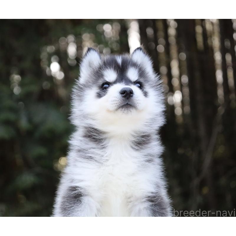 販売中の栃木県のシベリアンハスキー-452948の2枚目