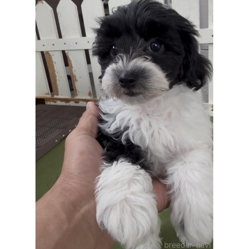 商談中の福岡県のヨープー:ヨークシャーテリア×トイプードル-444584の6枚目