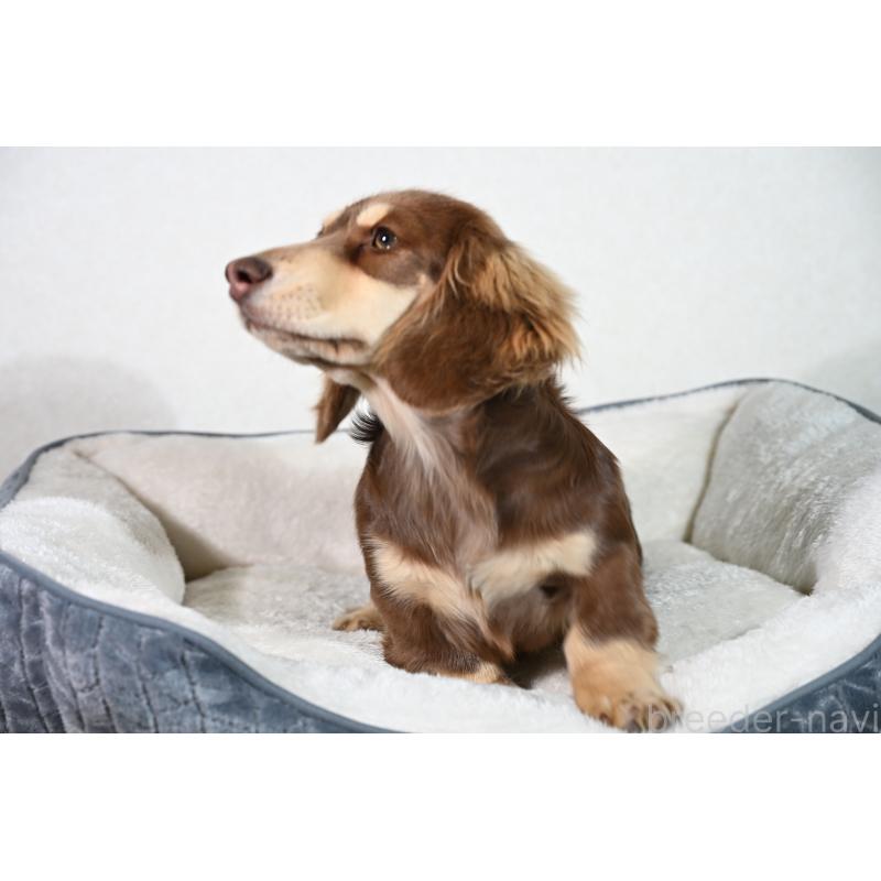 販売中の愛媛県のミニチュアダックスフンド(ロングヘアード)-435071の8枚目