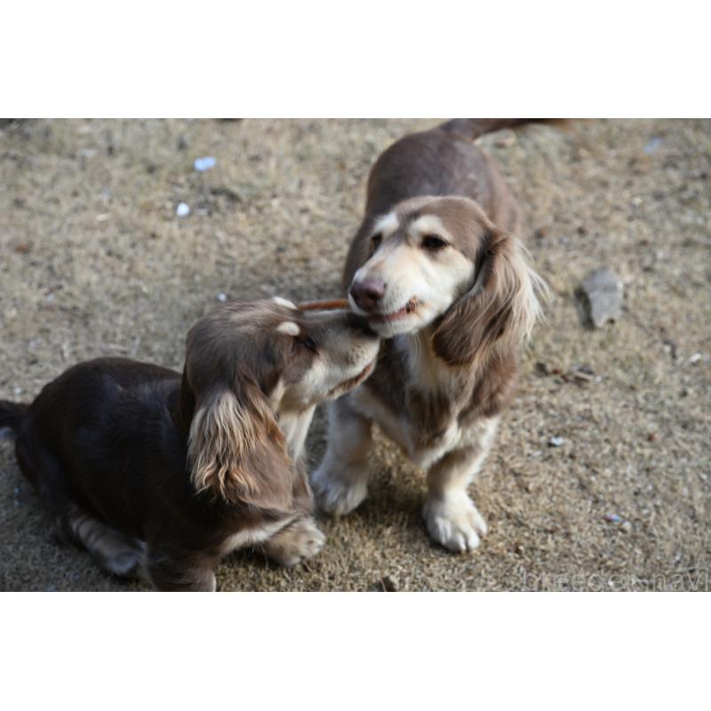 販売中の愛媛県のミニチュアダックスフンド(ロングヘアード)-435071の7枚目