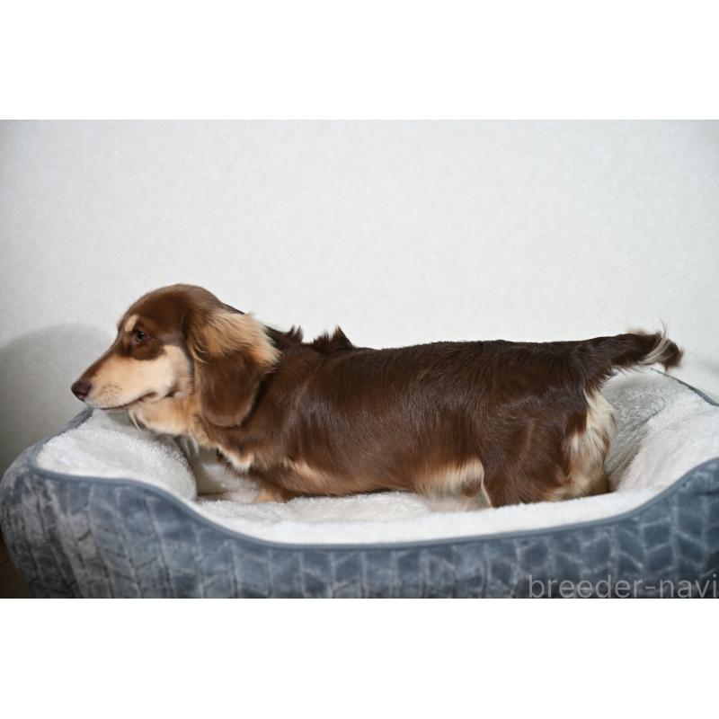 販売中の愛媛県のミニチュアダックスフンド(ロングヘアード)-435071の6枚目