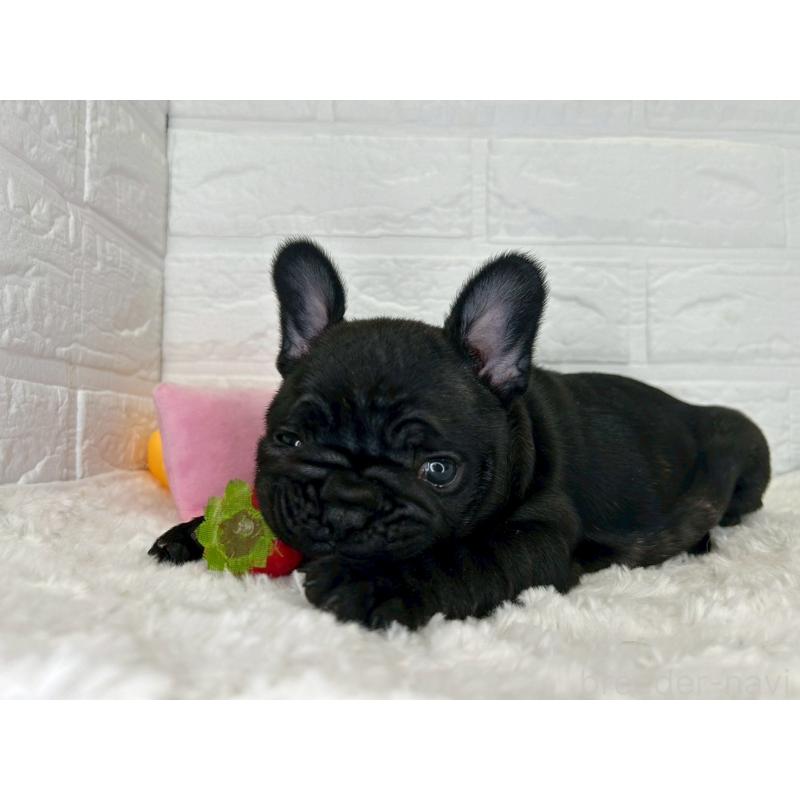 販売中の茨城県のフレンチブルドッグ-453064の12枚目