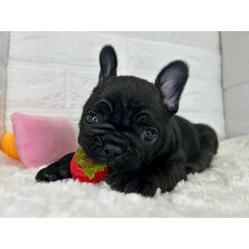 販売中の茨城県のフレンチブルドッグ-453064の11枚目