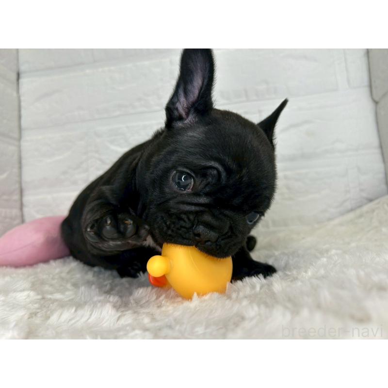 販売中の茨城県のフレンチブルドッグ-453064の10枚目