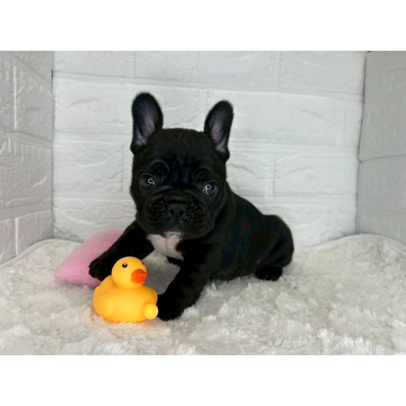 販売中の茨城県のフレンチブルドッグ-453064の9枚目