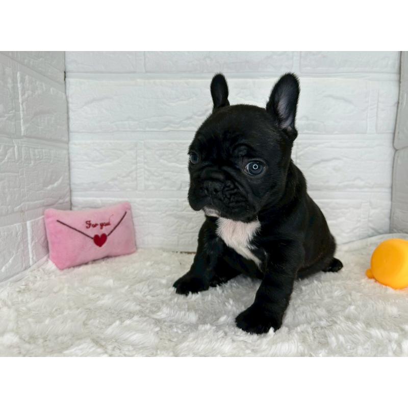 販売中の茨城県のフレンチブルドッグ-453064の8枚目