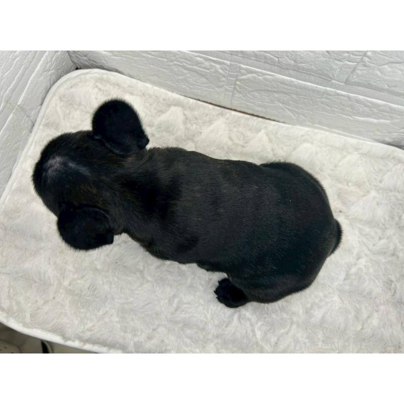 販売中の茨城県のフレンチブルドッグ-453064の7枚目