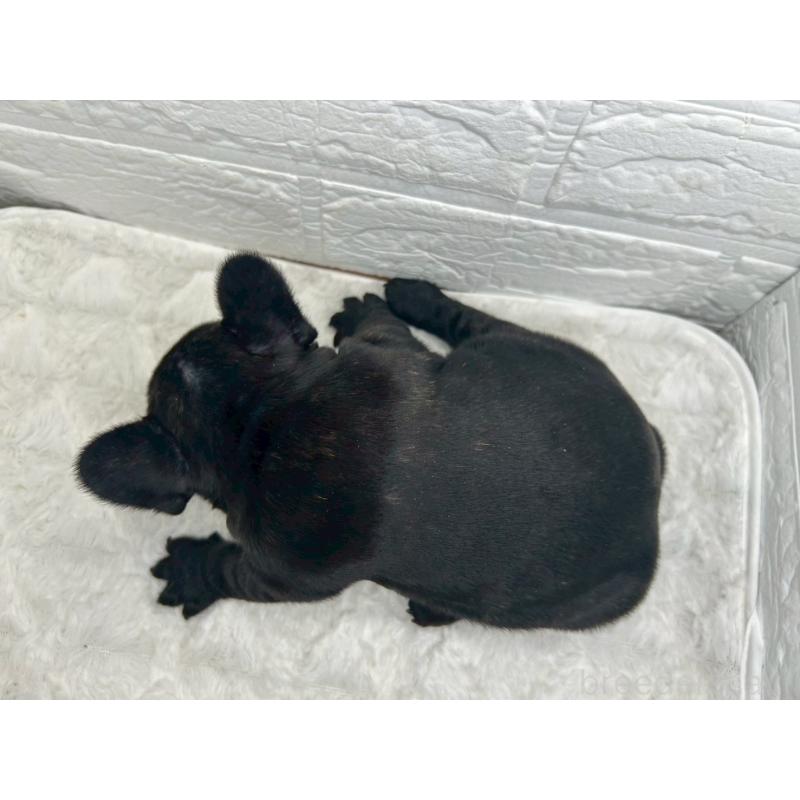 販売中の茨城県のフレンチブルドッグ-453064の6枚目