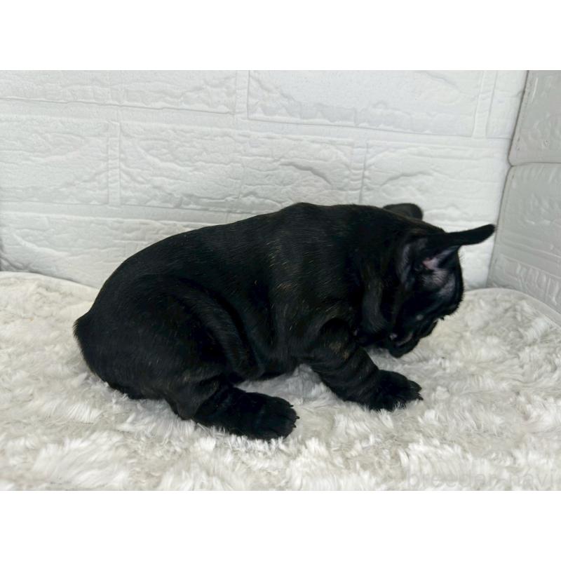 販売中の茨城県のフレンチブルドッグ-453064の5枚目