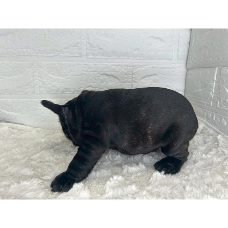 販売中の茨城県のフレンチブルドッグ-453064の4枚目