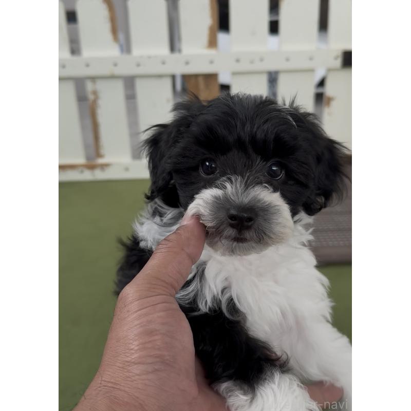 商談中の福岡県のヨープー:ヨークシャーテリア×トイプードル-444584の3枚目