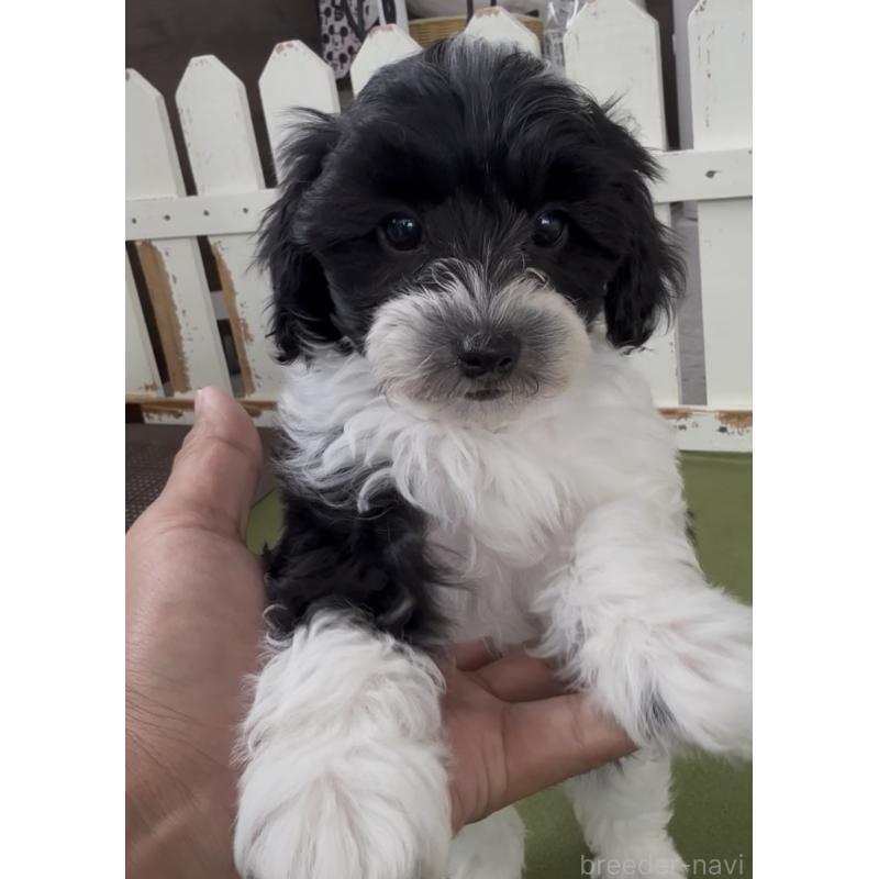 商談中の福岡県のヨープー:ヨークシャーテリア×トイプードル-444584の2枚目