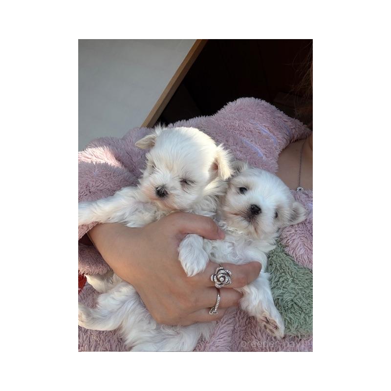 販売中の愛知県のマルチーズ-452950の5枚目