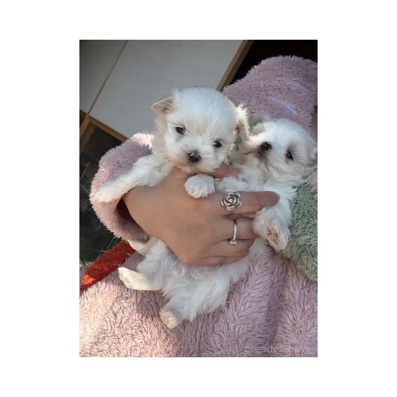 販売中の愛知県のマルチーズ-452950の4枚目