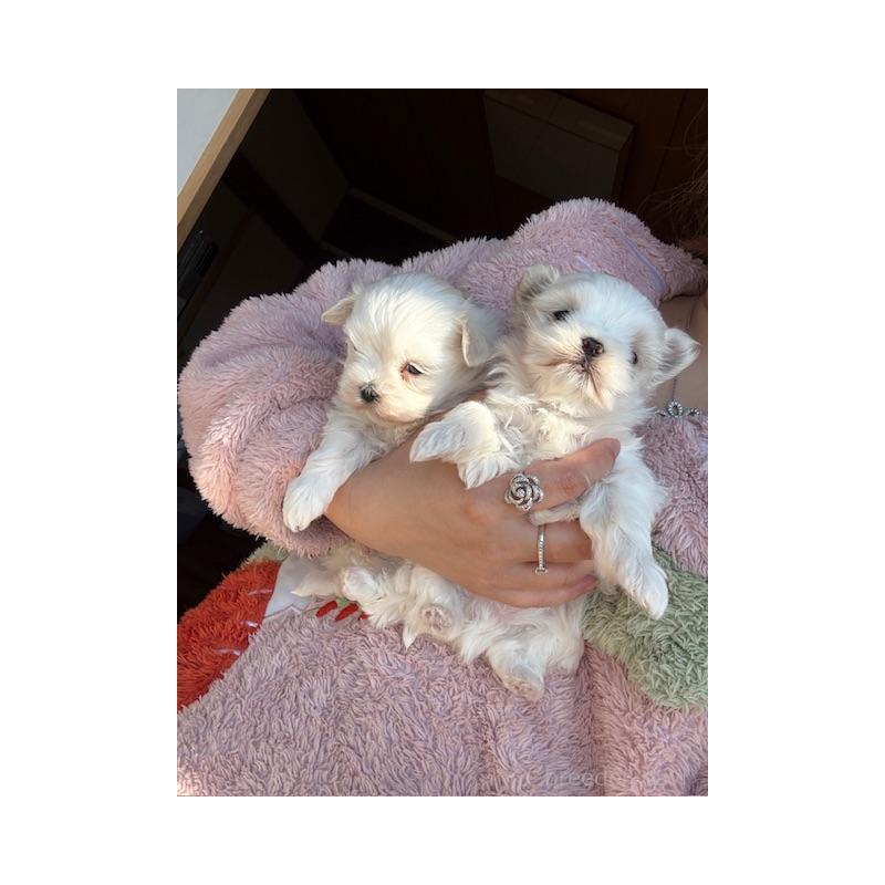 販売中の愛知県のマルチーズ-452950の2枚目