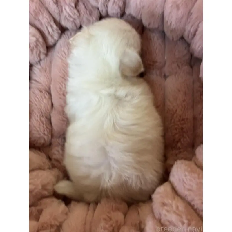 販売中の大分県のチワマル:チワワ×マルチーズ-452952の5枚目