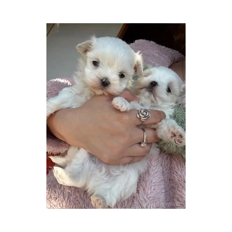 販売中の愛知県のマルチーズ-452951の5枚目