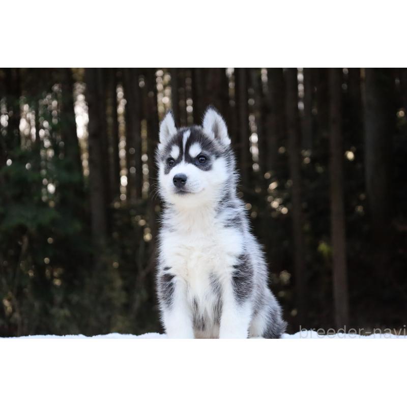 販売中の栃木県のシベリアンハスキー-452953の16枚目