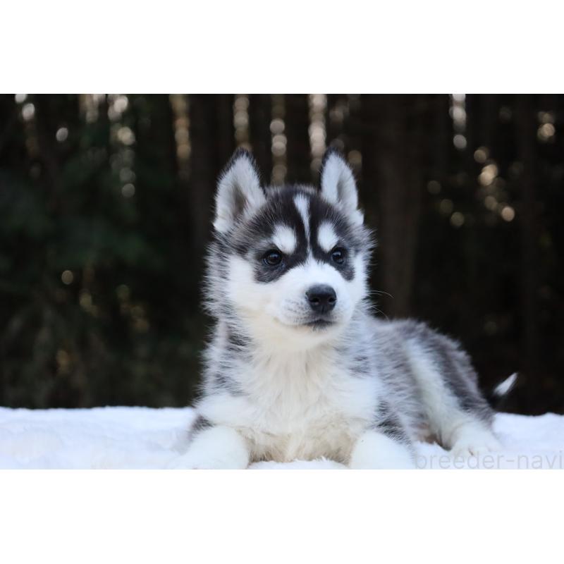 販売中の栃木県のシベリアンハスキー-452953の15枚目