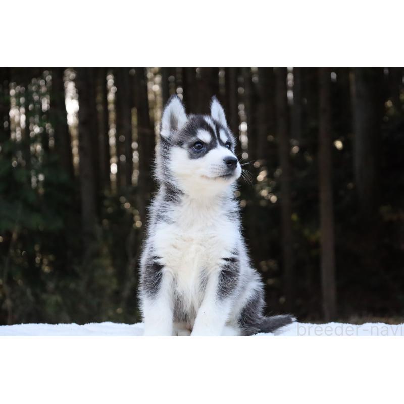 販売中の栃木県のシベリアンハスキー-452953の14枚目