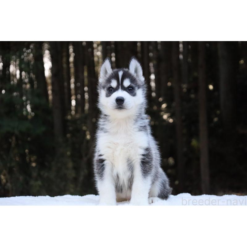 販売中の栃木県のシベリアンハスキー-452953の12枚目
