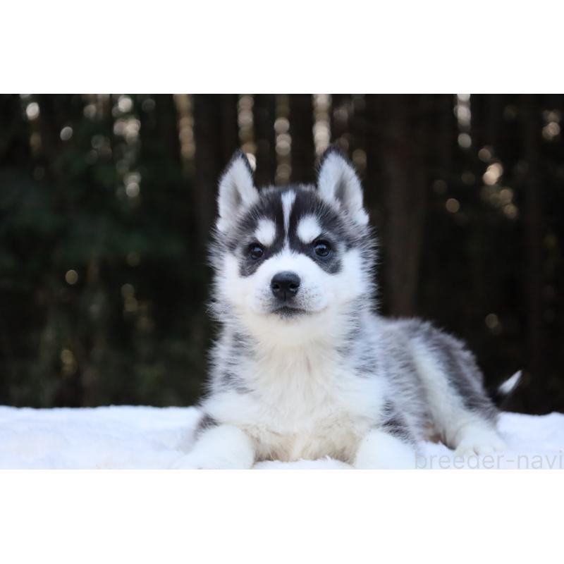 販売中の栃木県のシベリアンハスキー-452953の11枚目