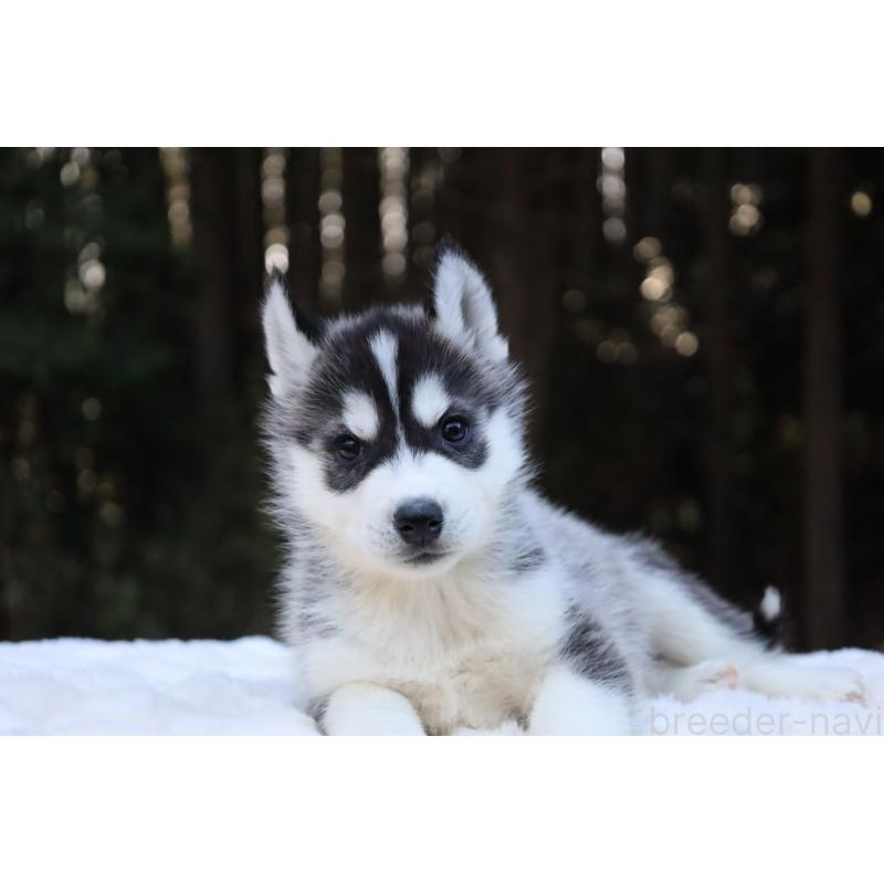 販売中の栃木県のシベリアンハスキー-452953の10枚目