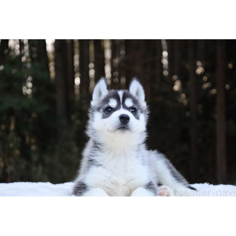 販売中の栃木県のシベリアンハスキー-452953の9枚目