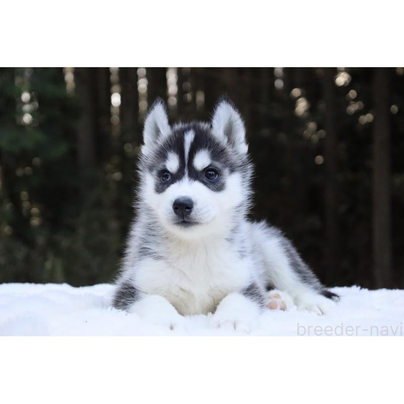 販売中の栃木県のシベリアンハスキー-452953の8枚目