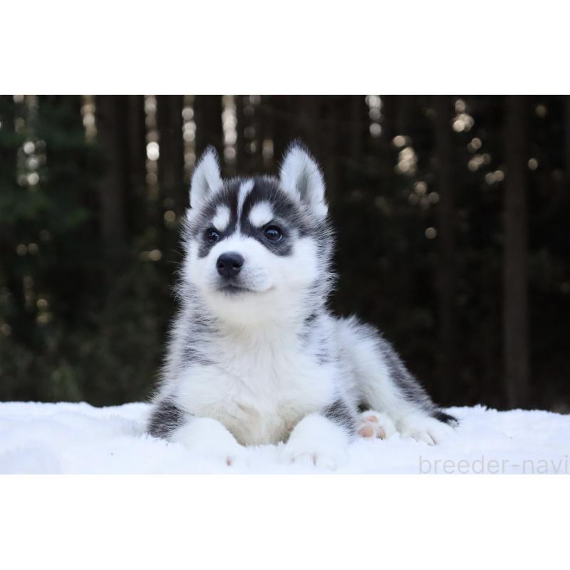 販売中の栃木県のシベリアンハスキー-452953の7枚目
